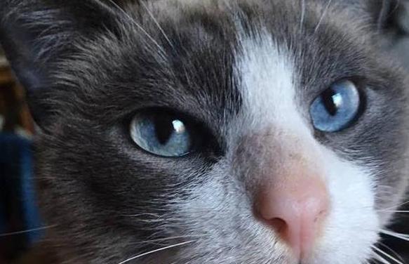 探索猫咪鼻子颜色之谜（揭秘猫咪鼻子颜色的奥秘，一窥猫咪鼻子的多样性）