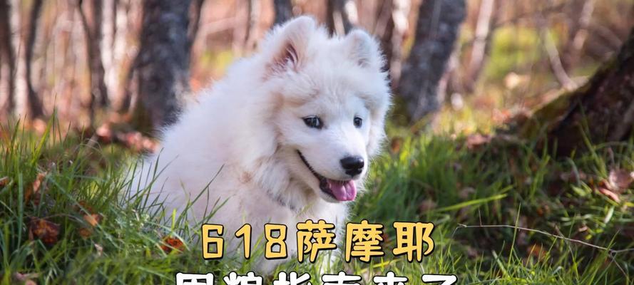 6个月萨摩要吃什么狗粮最好？（选择适合6个月萨摩的优质狗粮，让它健康成长）