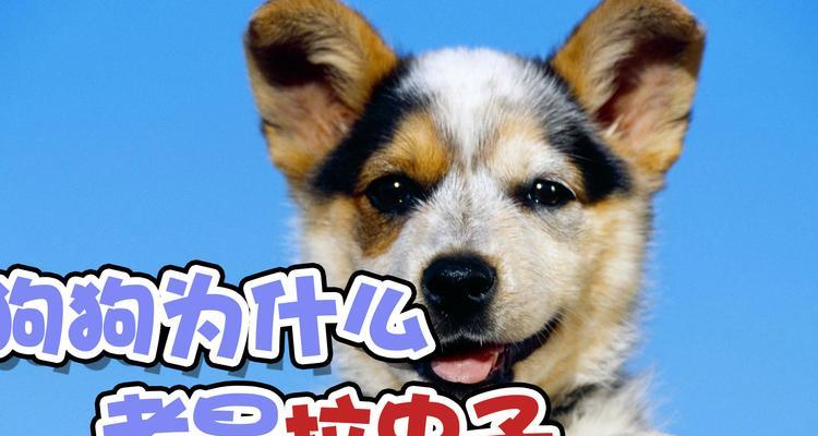 狗为什么以昆虫为主食？（探寻狗类摄食行为的演化途径）