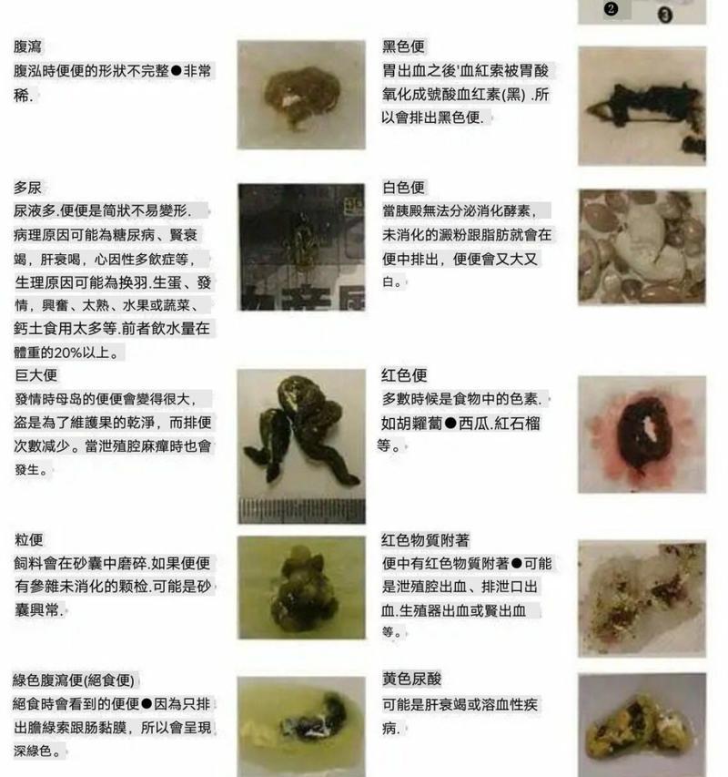 鹦鹉鱼为何频繁患病？（探究鹦鹉鱼疾病的原因及预防措施）