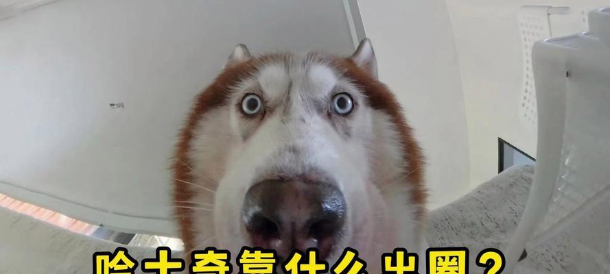 解密哈士奇食量小的原因（探究为什么哈士奇食量小，一起来了解一下！）