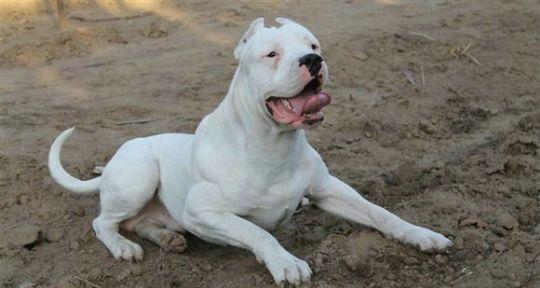 以杜高犬为主题的多彩世界（探索杜高犬世界中的多种颜色）