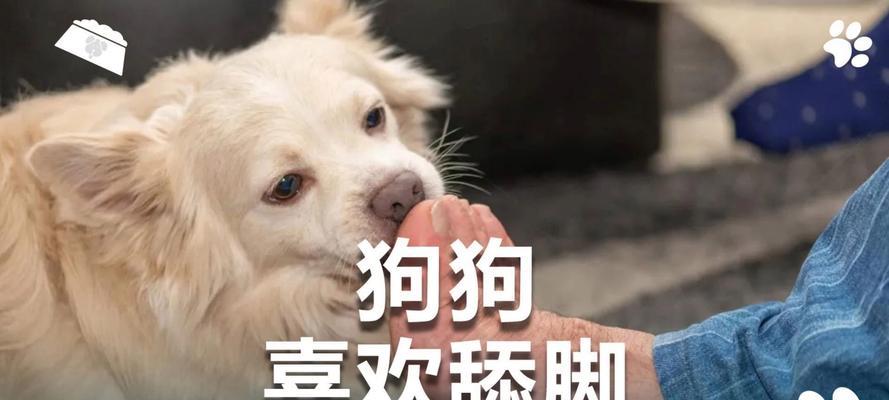 狗狗腿为什么会扭伤？（探究狗狗腿扭伤的原因和预防方法）