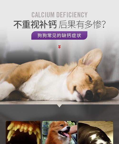 如何帮助泰迪补充钙质？（掌握关键食物，让泰迪健康成长）