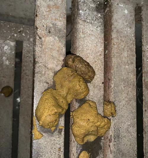 狗狗生产后大便很稀的原因及应对方法（探讨狗狗产后大便稀软的原因，为它们提供正确的帮助）