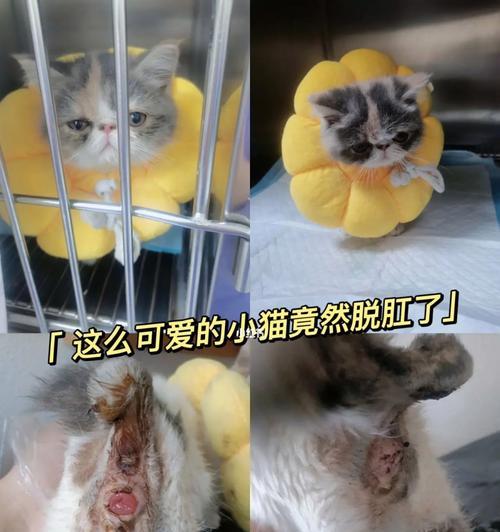 小龟为什么会脱肛？（探索小龟脱肛的原因及应对方法）