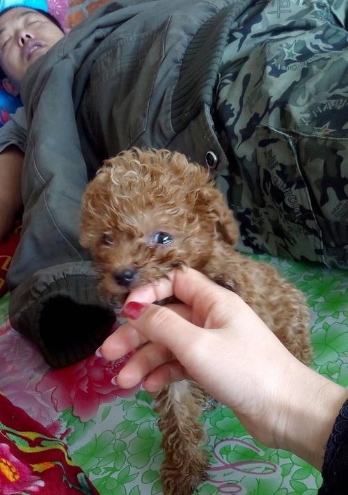 如何教会泰迪握手——培养狗狗握手技巧的秘诀（泰迪犬、训练技巧、握手指令、让你的泰迪成为明星）
