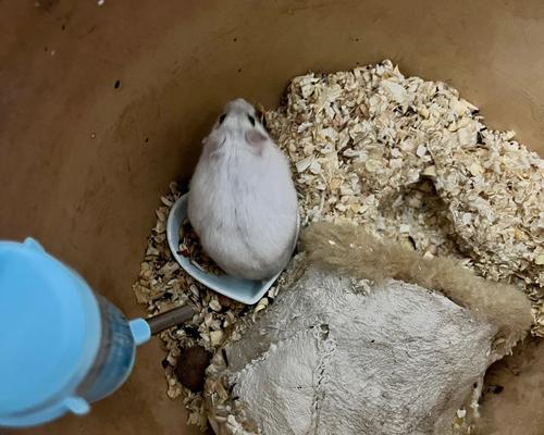 仓鼠怀孕的现象及注意事项（探索仓鼠怀孕期间的生理变化和繁殖保健知识）