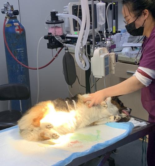 狗狗脊椎错位怎么办？（以正确饮食帮助狗狗缓解脊椎错位）
