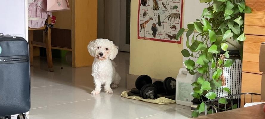 狗狗为什么喜欢趴在角落？（探寻狗狗喜欢趴在角落的原因及影响因素）