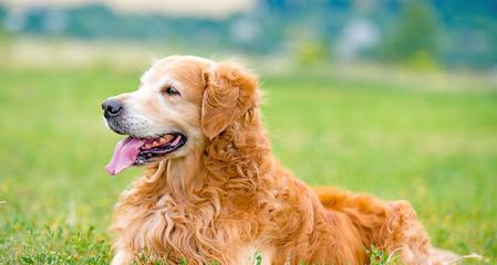 金毛猎犬（金毛猎犬为什么不适合当斗狗？斗狗行为与犬种特性的冲突）