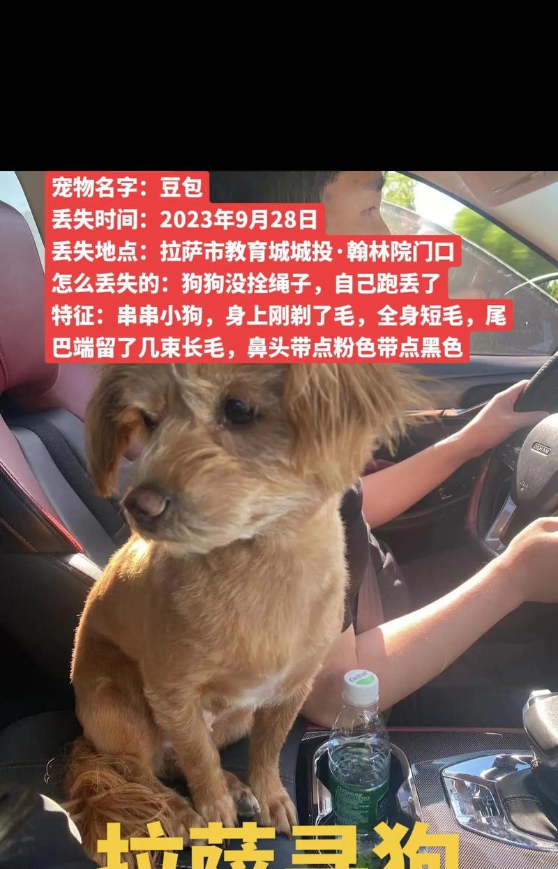 适合养什么狗？（探索最适合的宠物伴侣）