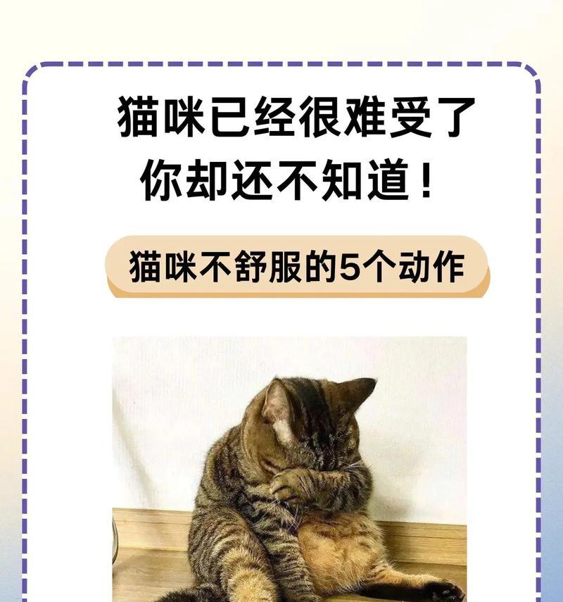 养第二只猫需要注意什么？（多猫家庭的合理管理与照顾）