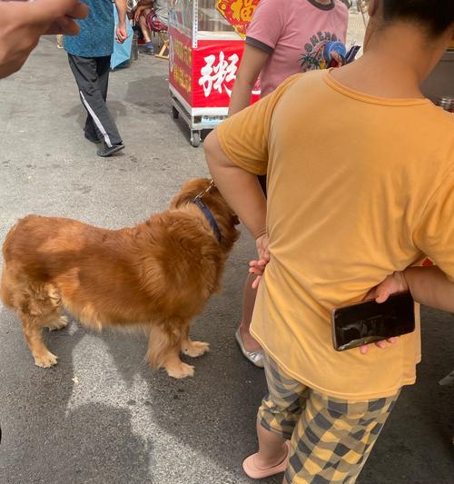 金毛夏天为什么不吃饭？（揭秘金毛夏天对食物的特殊偏好与行为习惯）