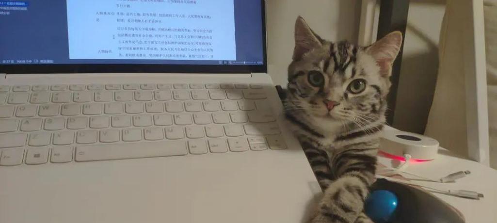 猫的呼吸方式及其重要性（探索猫科动物独特的呼吸系统及其与生存之间的关系）