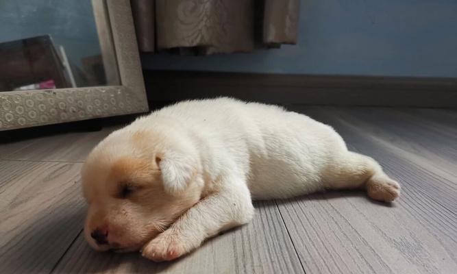 拉布拉多犬小时候为什么是长毛？（探究拉布拉多犬小时候长毛的原因）