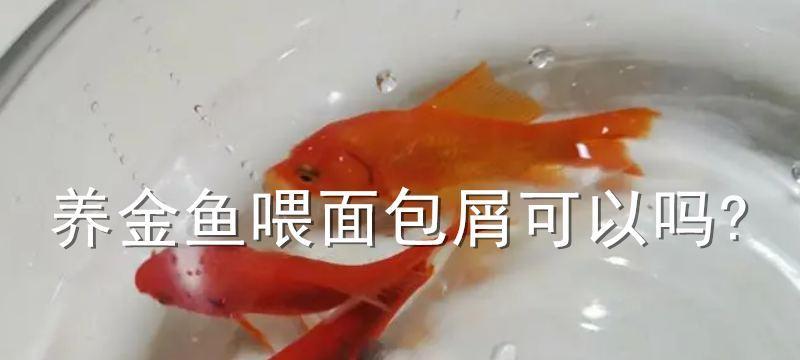金鱼的活食选择（金鱼喂食指南，健康饲养秘籍）