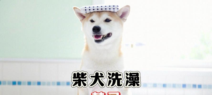 柴犬为何不吃狗粮？（探究柴犬偏爱其他食物的原因及解决方法）