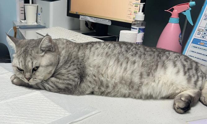 猫温的症状及治疗方法解析（探究猫温引发的症状和有效治疗方法）