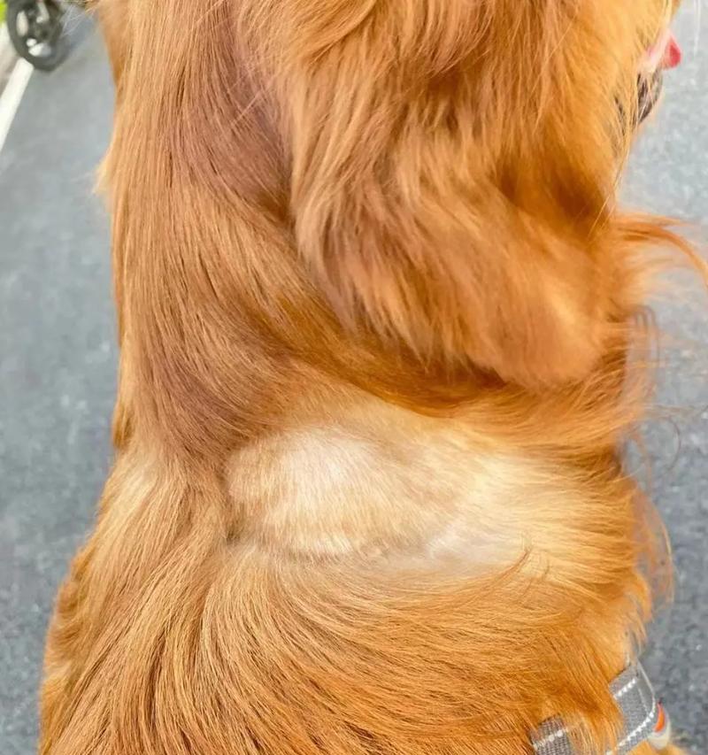 狗狗身上硬块成因解析（探寻为什么狗狗身上会出现多个硬块）