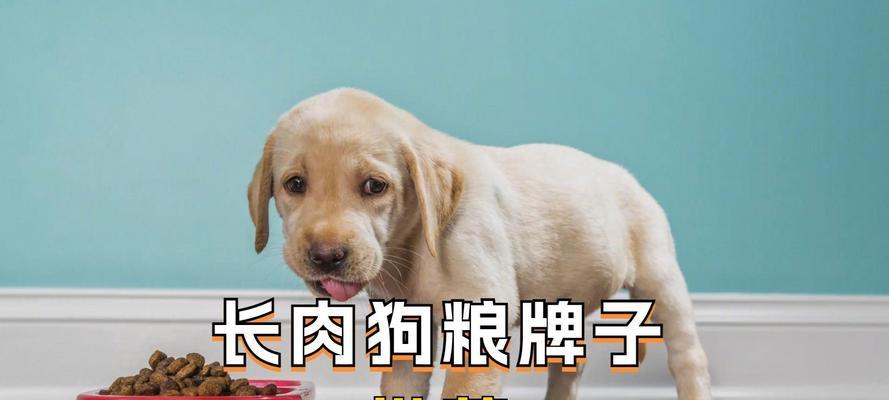 狗狗新生崽的饮食需求与注意事项（为了狗狗健康成长，我们需要关注它们的饮食。）