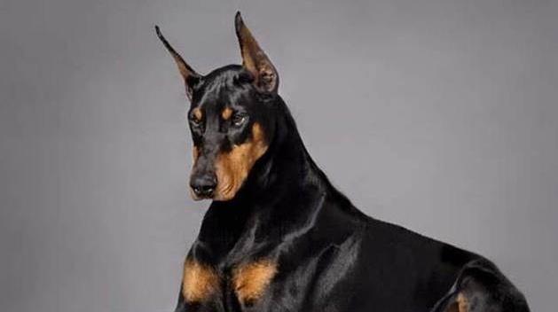 探讨聪明与美丽并存的大型犬品种（拥有智慧与美貌的大型犬品种推荐）