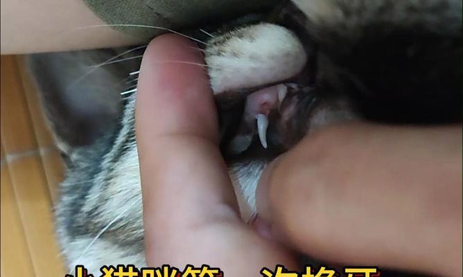 小猫换牙期间的饮食需求