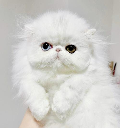 如何合理养护波斯猫的健康（全面了解波斯猫的需求，打造舒适的生活环境）