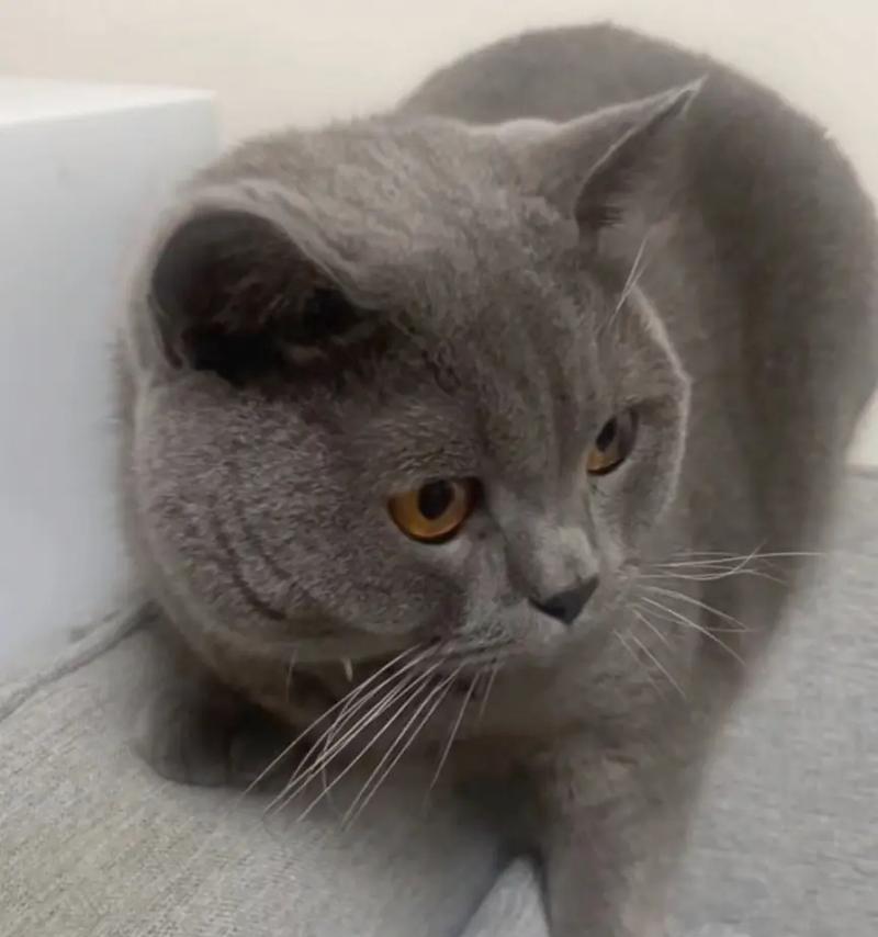 以什么味道猫不喜欢（揭秘猫咪讨厌的气味，让你轻松养猫）