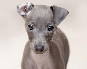 灵犬什么颜色好？（探索灵犬不同颜色的特点和适应环境的优势）