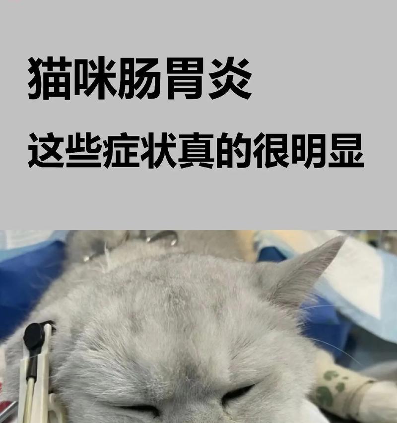 小猫补症状一览（探讨小猫补症状及相关治疗方法）