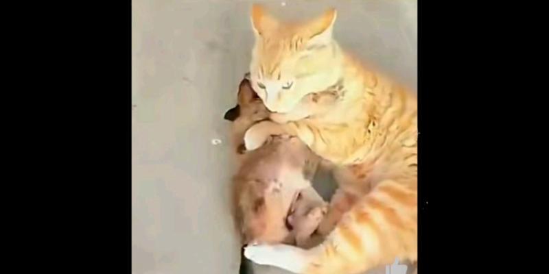 猫捕食老鼠的特点（揭秘猫捕食技巧和行为习惯）