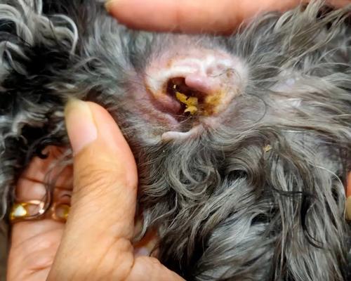 猫咪外耳炎的症状与治疗方法（了解猫咪外耳炎，保护你的爱宠健康）
