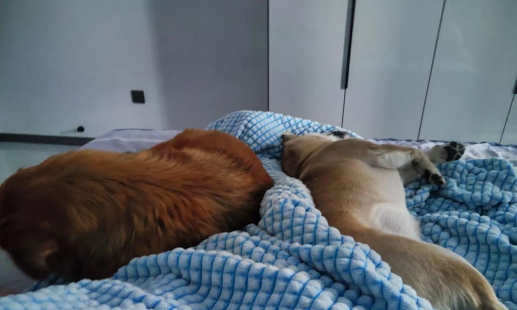 狗狗为什么总是睡觉？（探索狗狗睡觉行为的原因）