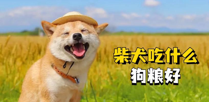 宠物狗一个月多大的饮食宜忌（了解幼犬饮食需求，让你的宠物健康成长）