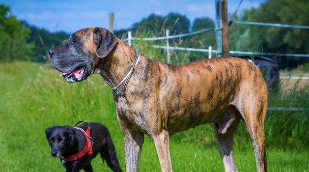 犬类之王（探寻它的神秘魅力，解析为何它当之无愧成为犬类之王）