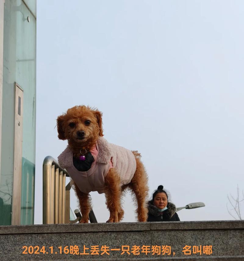 狗狗为什么晚上一直叫不停？（探究狗狗夜间不安宁的原因及解决方法）