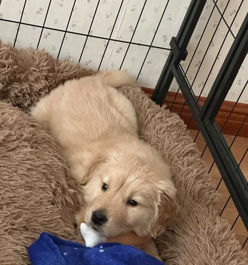 金毛犬2个月喂什么好？（科学喂养指南，让你的金毛宝宝健康成长！）