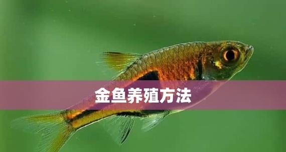 金鱼繁殖的最佳时机（探秘金鱼的繁殖季节及繁殖技巧）