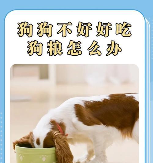 狗狗不想吃东西怎么办？（解决狗狗食欲不振的有效方法）