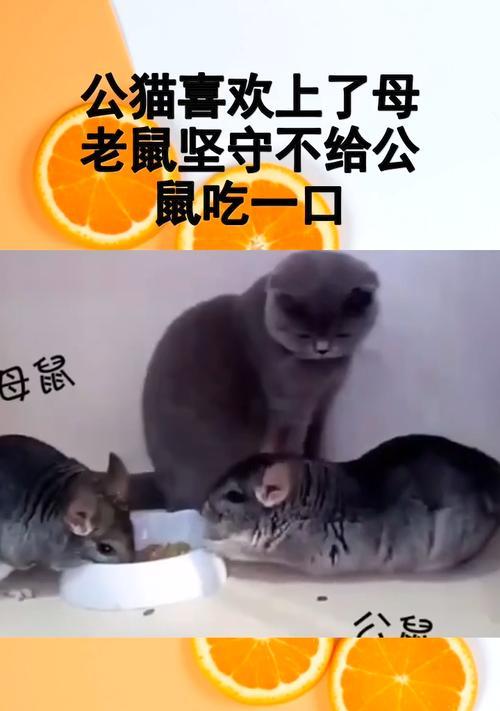 母鼠欺负公鼠的原因剖析（揭开母鼠欺负公鼠的心理和行为动机）