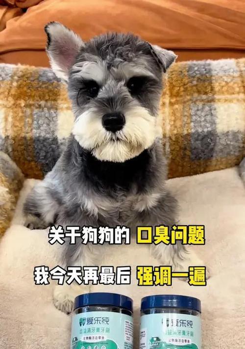 以家里养狗，什么狗好？（小型犬品种推荐）