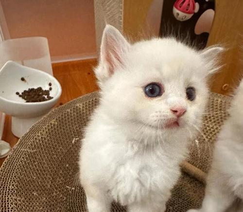 如何喂养两个月大的奶猫（奶猫的饮食需求和喂养技巧）