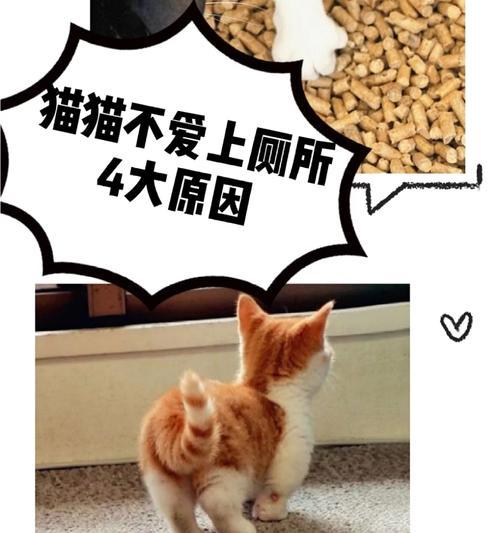 猫屁眼老贴猫沙的原因探究（解密猫屁眼老贴猫沙的关键因素及影响）