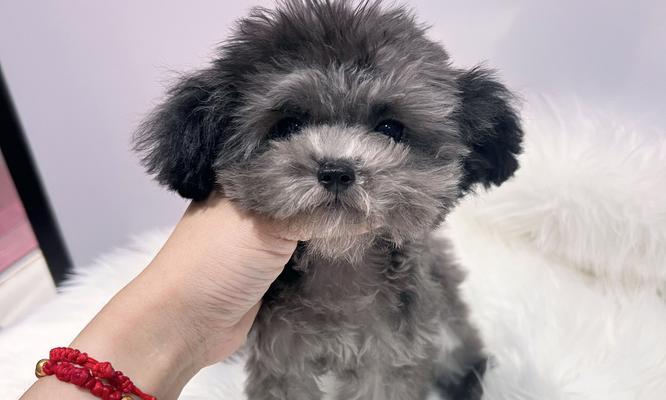 成年泰迪每年应该接种哪些针？（了解泰迪犬每年接种的必要疫苗，保障它们的健康）