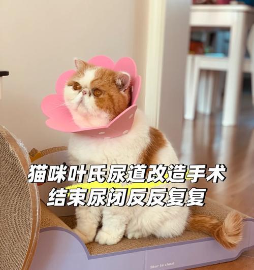 猫尿道造口（了解猫尿道造口的重要性和常见问题）