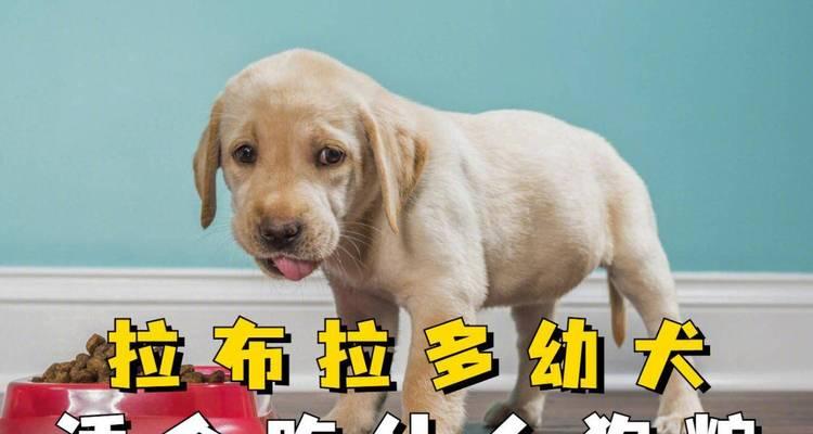 拉布拉多不宜食用的食物及其原因（拉布拉多的健康饮食需注意哪些食物）