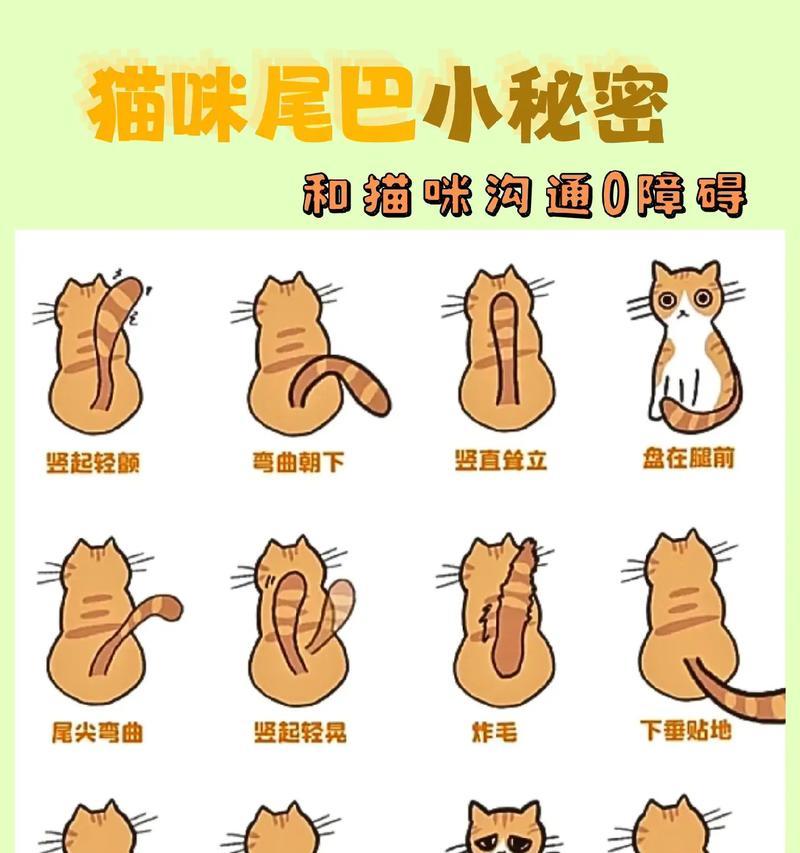 猫咪断尾巴的原因与影响（揭秘猫咪断尾现象的主要原因及对其健康的影响）
