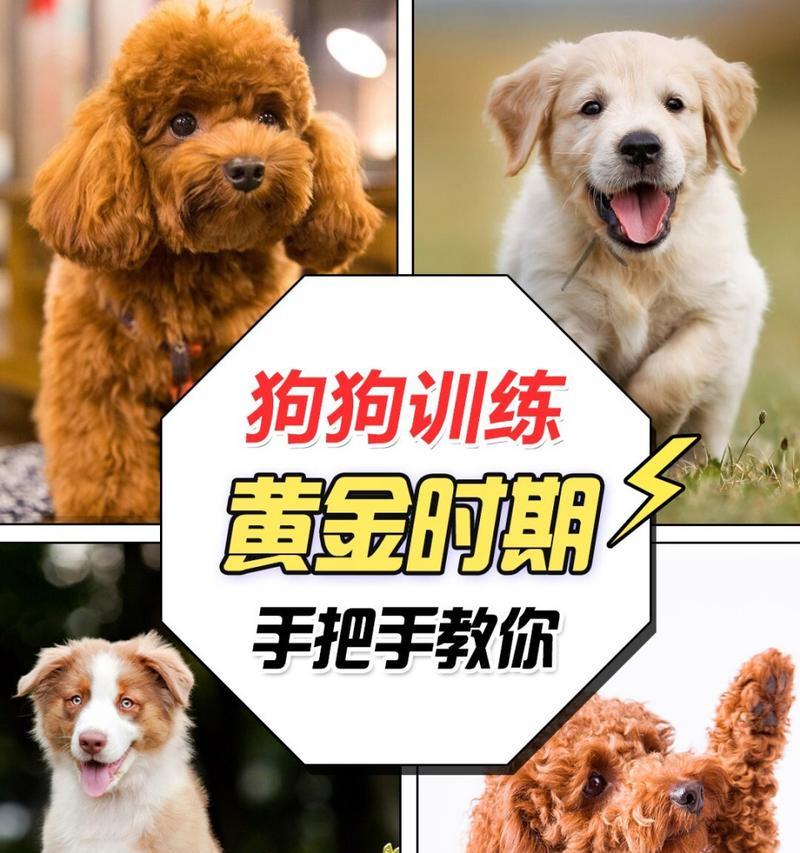 狗狗训练的最佳时机（培养宠物从小开始，让你的狗狗成为乖巧的伙伴）