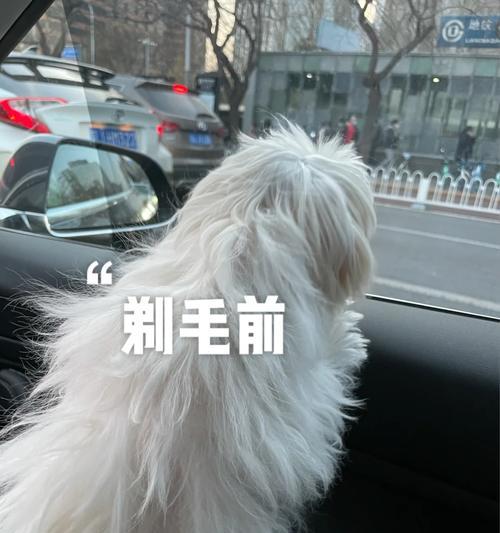 宠物胎毛何时掉落？（了解宠物胎毛掉落的时间与原因）